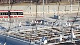 TTC to use sound cannons to scare seagulls away from rooftop of streetcar storage facility