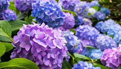 Hydrangea planting mistake could be 'detrimental' to big beautiful blooms