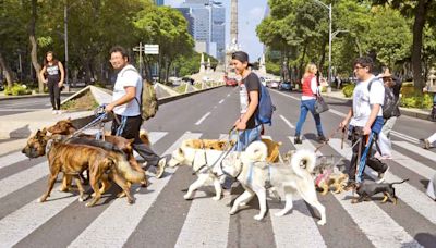 Regulan la eutanasia para animales en la Ciudad de México; publican ley