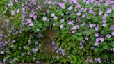 How to grow geraniums – a beautiful and easy care plant for pots and borders