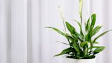 Peace Lilies Deserve a Spot in Your Home—Here's How to Care for Them