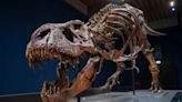 Two baby dinosaurs found in tyrannosaur fossil shed light on changing diet