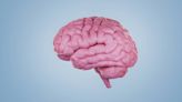 "No puede con la multitarea, es una moto que nos han vendido": una neuropsicóloga cuenta cómo cambia el cerebro a partir de los 50 años