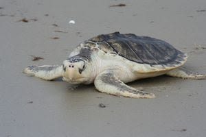 Some species of sea turtle see increase in nest numbers, while other decline, FWC says