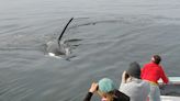 A wildlife filmmaker who documents whales says orcas likely aren't attacking boats to eat people, since they can feast on swimmers if they want