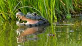 It Is Claimed that Black Babies Were Used as Alligator Bait in the American South. The Evidence Is Scant