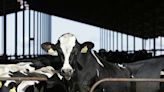 Federal order requires testing, reporting of H5N1 avian influenza in dairy cattle crossing state lines | Northwest Arkansas Democrat-Gazette