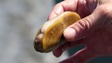 Razor, bay clam harvesting closed along whole Oregon coast due to ‘historic’ levels of shelfish toxin