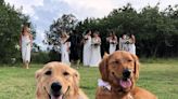 While the happy couple says 'I do,' their wedding pet attendant handles the dog business