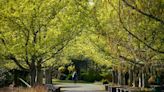 Staff, volunteers prep Oregon Garden for the busy season