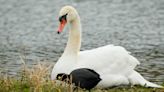 Two swans killed by 'projectile' in Mass. town, police say