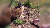 Kind Stranger Saves Goose's Eggs When Neighbor Kicks Them Into A Pond