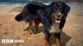 Missing dog rescued from Donegal island cliff after two weeks