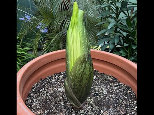 You can see — and smell — a corpse flower in bloom at Como Park Conservatory