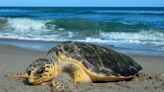 Nesting patrol finds sea turtle nest on Kiawah Island