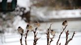 Beijing registra temperaturas bajo cero récord en diciembre desde 1951