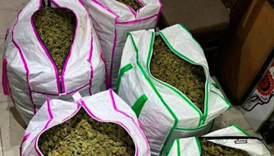 Decomiso de 100 kilos de marihuana en Venustiano Carranza
