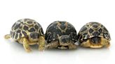 Mazel Tov! 90-Year-Old Mr. Pickles Fathers Three Tortoises