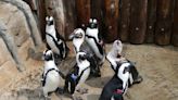 Seven new penguins have arrived at Columbian Park Zoo