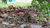 泰椰奶產業遭控虐猴 猴子淪「血汗奴工」慘遭拔牙、毆打