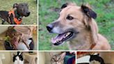 6 pets from RSPCA Dorset who are looking for loving new homes