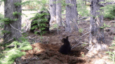 日本棕熊為了「找蟲子」翻掘森林，恐影響樹木生長