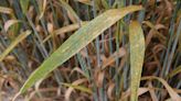 Cereals 2024: Advice on wheat actives to counter brown rust - Farmers Weekly