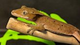 Dublin couple find pet lizard under their kitchen sink