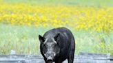 Zero kills to date in Alberta's bounty hunt on invasive wild boar