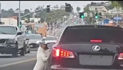 Video: Dog dumped in Long Beach street chases after owner's car