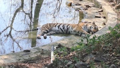 Mumbai: Environmentalists Raise Concerns Over Safety Of Tigers In SGNP Safari