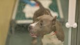 New Jersey Animal Shelter's Video Explaining Why Dogs Were Surrendered Is a Tearjerker