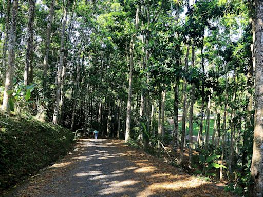 En Coronado puede disfrutar de un bosque por 6 mil colones