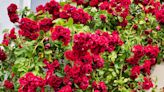 Roses will be smothered in flowers if pruned using Alan Titchmarsh’s genius tips