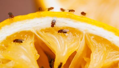 I’m a cleaning pro - getting rid of fruit flies is easy & a 55p Asda buy is key