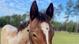 Horse seized in Cumberland County abuse investigation euthanized for illness