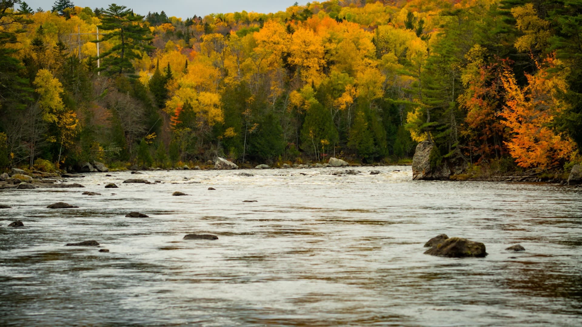 Experts share remarkable effects of removing restrictive dams from river: 'A 15-year effort'