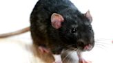 Milwaukee is one of the most rat-infested cities in America, Orkin says