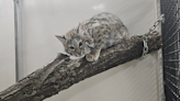 9-month-old bobcat named Grace escapes Washington Park Zoo in Michigan City