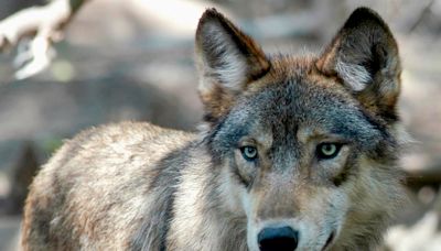 US House votes to remove wolves from endangered list in 48 states