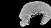 520-Million-Year-Old Fossilized Larva Found With Preserved Brain And Guts