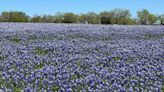 Where to road trip for the best Texas bluebonnet fields