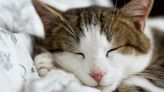 Mascotas: Misterio resuelto, la razón por la que los gatos duermen tanto