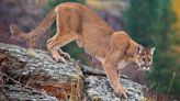 Ballot Measure to Ban Lion Hunting Divides Colorado