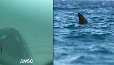 Watch: Cape Cod scientists share underwater video from perspective of great white shark