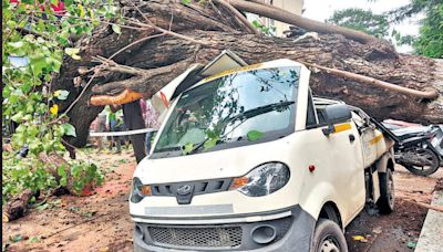 Tree falls in Dadar, none injured