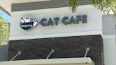 Port Saint Lucie's first 'cat cafe' opens, helps adoptable cats find homes