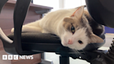 Northern seeks name for Barrow train centre cat