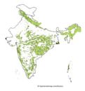 Tropical evergreen forests of India