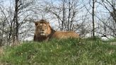 Fort Wayne Children’s Zoo mourns loss of African lion